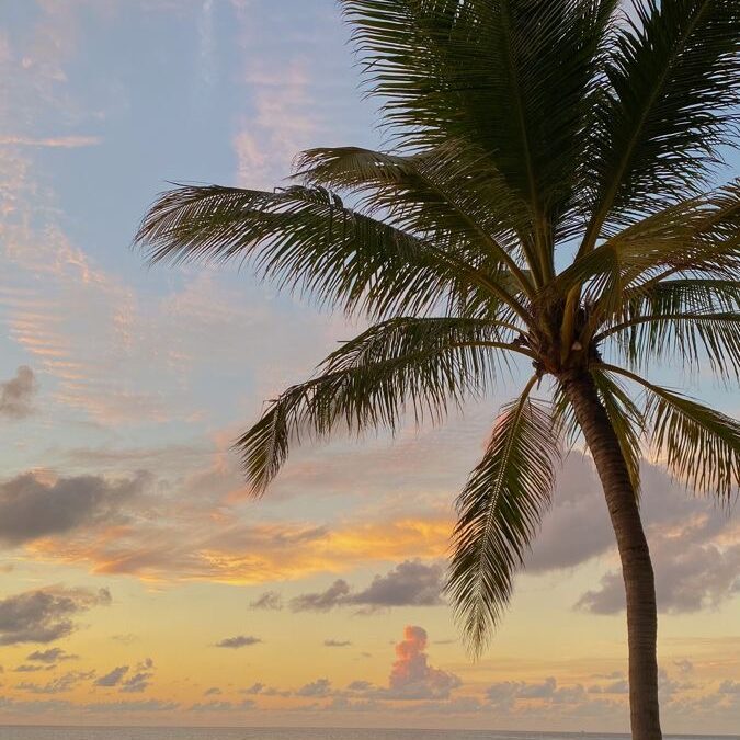 Silhouette d'un grand palmier tropical devant un coucher de soleil.