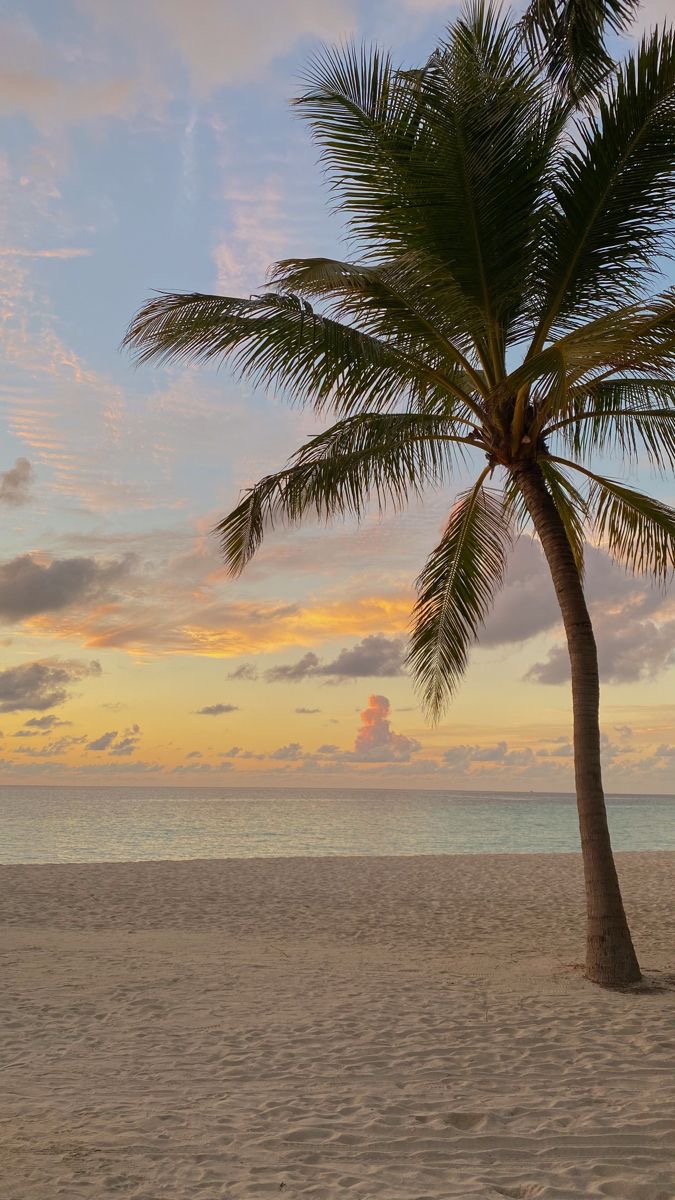 Grand angle d'un couché de soleil tropical sur l'océan, encadré par la silhouette d'un palmier.