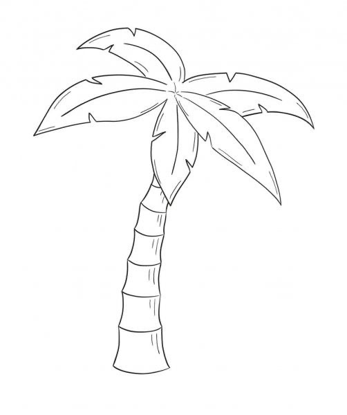 Dessin palmier sur fond blanc