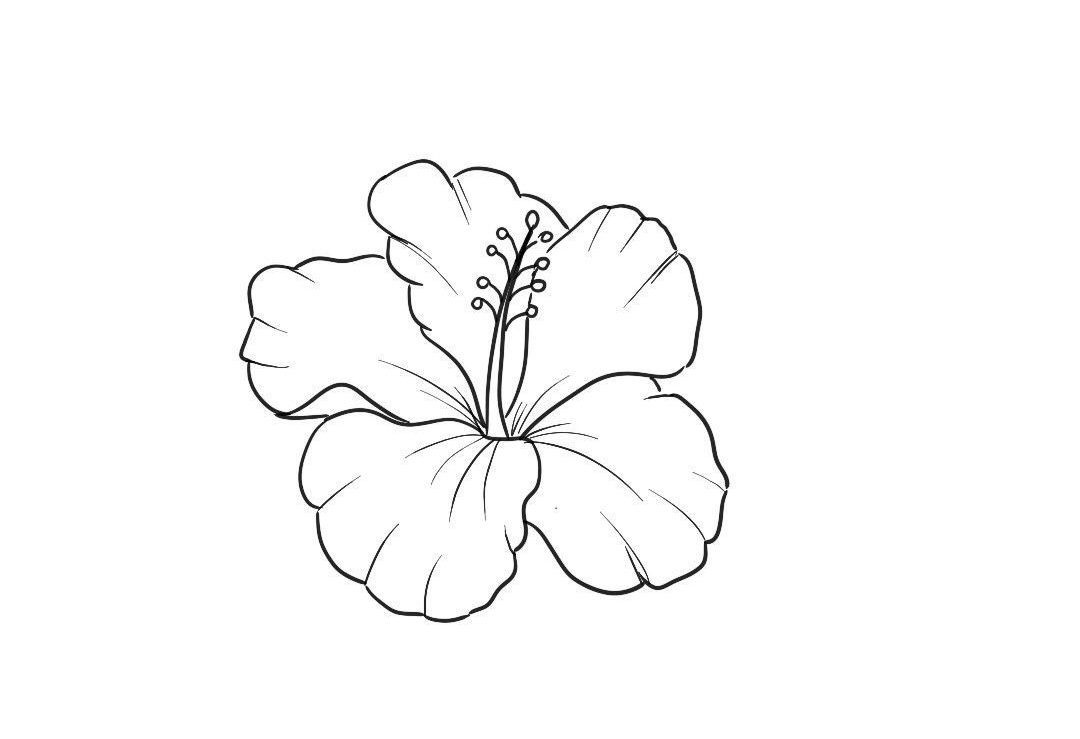 Dessin hibiscus sur fond blanc
